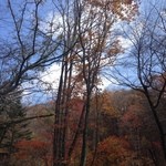 丸山珈琲  - 2013年11月：上を見上げれば紅葉の合間から青空