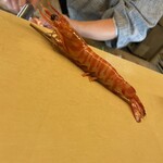 江戸前 すし勝 - 真っ赤に日焼けしたえびちゃん