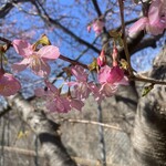 廻転寿司 海鮮 - 河津桜祭り