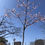 手打ち蕎麦 たがた - 常磐公園の河津桜
