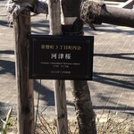 手打ち蕎麦 たがた - 河津桜プレート