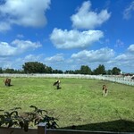 ジンギスカン白樺 - 