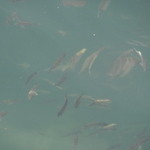 かねよ食堂・カフェ・アートスタジオ - そばの海中は魚がたくさん