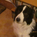 Mar - チーフバリスタ・アルビーくんも頑張ってます