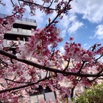 Kaikourakuzen Kamatsuru - 早咲き日本一熱海桜