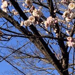 ラーメン 杉田家 本店 - 