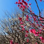 下総屋食堂 - この日の花