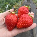 姫路ハートフル観光農園 - 