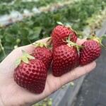 姫路ハートフル観光農園 - 