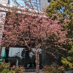 Akasaka Hanten - 近くの河津桜