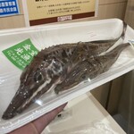 道の駅おが - すげー