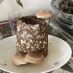 JiProign - 菌床のしいたけ農園は最後の力を振り絞って3回目のシイタケを絞り出していた^_^。