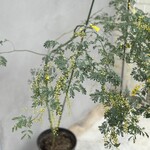 パティスリー プラン - 