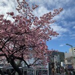 Yasu bee - 散歩していたら河津桜に出会えてました。