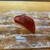 海力 - 料理写真:マグロ赤身