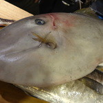 ちゃきちゃき - ウマヅラハゲ