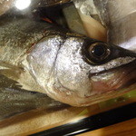 ちゃきちゃき - すずき