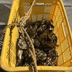 まえじま牡蠣小屋 - 海から引き上げた牡蠣を自分で選びます