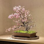 Sushi Eishin - 著名な盆栽アーティストさんが四季を彩る