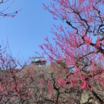 Ajiyoshi - 大阪城公園の梅林は、かなり下の方にある