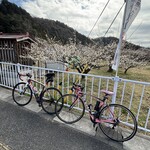 中国料理 峨嵋山 - 越生梅林の梅の花