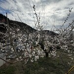 中国料理 峨嵋山 - 手前の樹は咲いてました♪