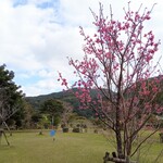 Kuroshionomori Mangurobupaku - 緋寒桜