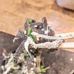 焼肉うしどし - 