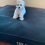 ザ・ペニンシュラ東京 - 