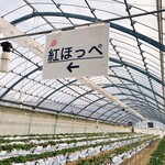 いちごハウス こもの園 - 