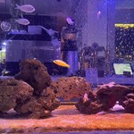 aquarium dining サカナノセカイ - 