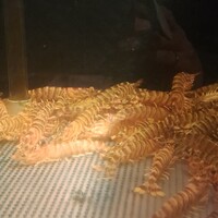 筑紫樓 銀座店 - 車海老の水槽は見えるだけでも３台有りました。