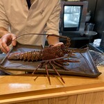 日本料理 かしづき - 伊勢海老