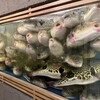 ふぐ政 - 圧巻のメタボなふぐ君たち！僕を食べてー！僕だよー！僕がおいしいよー！є(･Θ･｡)э››~є(･Θ･｡)э››~є(･Θ･｡)э››~є(･Θ･｡)э››~є(･Θ･｡)э››~є(･Θ･｡)э››~