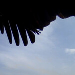 焼きもの家 慶 - 空監視カメラにカラスが止まった^_^