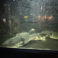 泳ぎとらふぐ活蟹料理 あじ平 曽根崎 - 