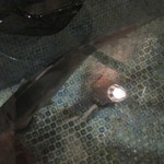 酒場 亀次 - 生け簀