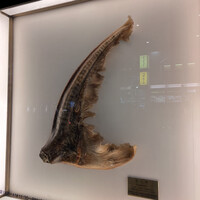 筑紫樓 銀座店 - 