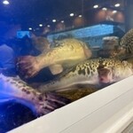 いちえんそう - 