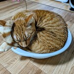 小倉猫茶家 - よりコンパクトに、より円く、そしてシッポをチン（ニシキ）アナゴのように