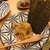 寿司 牡蠣 新宿スシエビス - 料理写真:柚子胡椒鯛のおつまみ