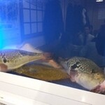 いちえんそう - 