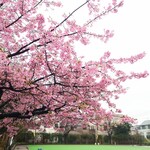 やぶ善 - お向かいの路地に入ってすぐ左、渋谷区立さくら公園。22,Feb.2024