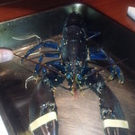 エノテカ・オルモ・デル・カウカソ - ブルーオマール・・。