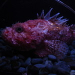 筑紫樓 - 水槽（オコゼ）