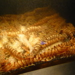 筑紫樓 - 水槽（車海老）