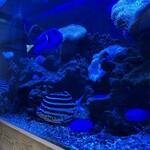 ライトハウス - 上にドリー