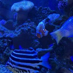 ライトハウス - ニモ