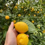 Shimagokoro Setoda - 畑には綺麗なレモンが沢山