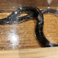 にょろ助 銀座 - 